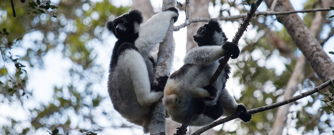 Wildlife Madagascar Tours & Travel | Nature & Culture trips