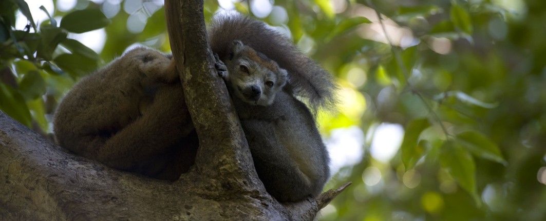 Madagascar Wildlife Tours & Safari