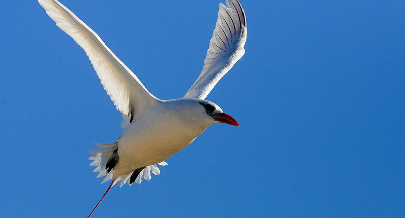 TSIMANAPESOTSE-national-park-madagascar