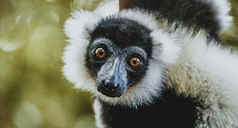 Best Madagascar tours & vacations 2023/2024 | Holidays package