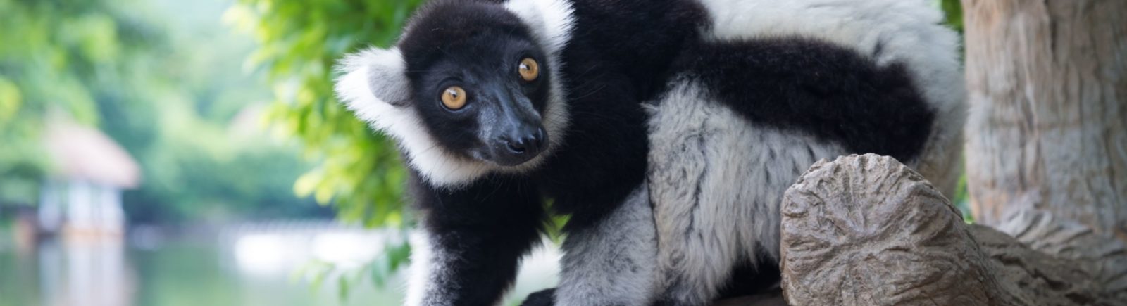  lemurien-andasibe-INDRI INDRI tour operator madagascar