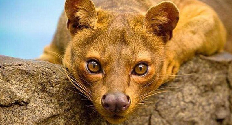 Wildlife Madagascar Tours & Travel | Nature & Culture trips
