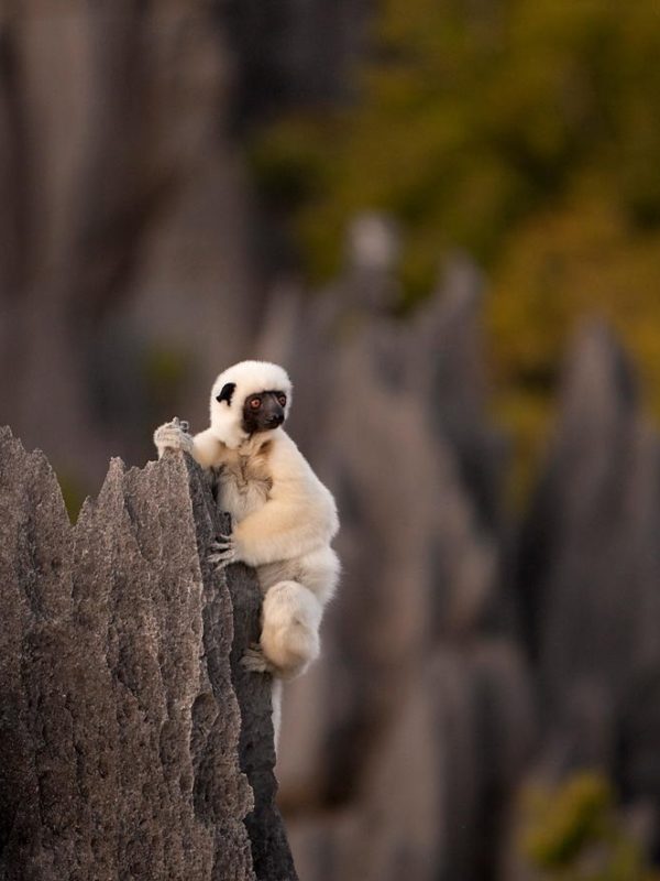 Lemur-madagascar-tour-operator-madagascar