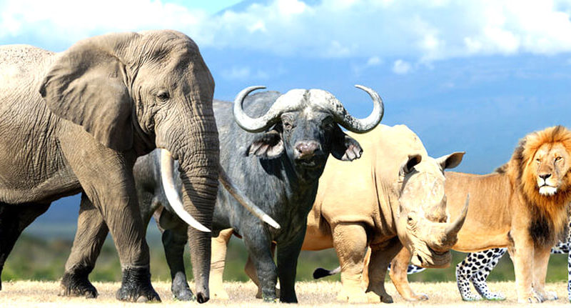 Luxury South Africa Safari Trip & Tours | Live the best adventure
