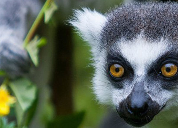 Madagascar Holidays 2023 & 2024, Madagascar, Madagascar Tours Packages, madagascar safari packages, madagascar trip packages, madagascar wildlife tours, madagascar tour operators