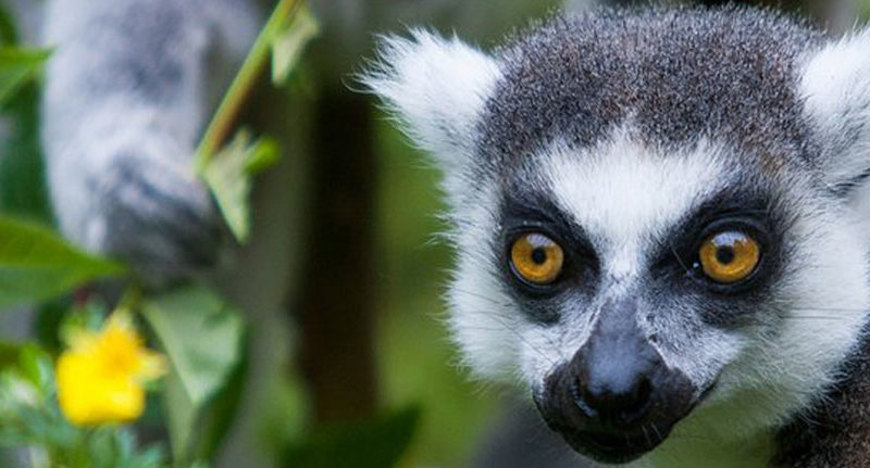 Madagascar Holidays 2023 & 2024, Madagascar, Madagascar Tours Packages, madagascar safari packages, madagascar trip packages, madagascar wildlife tours, madagascar tour operators