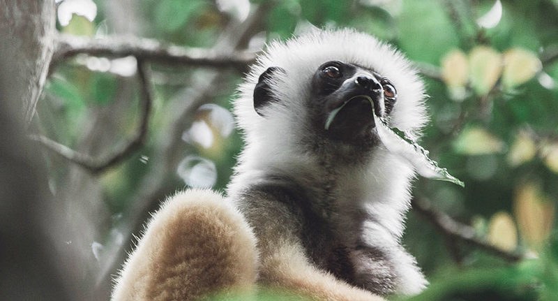 Best Madagascar tours & travel