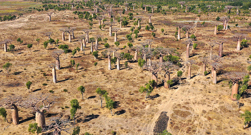 travel-to-madagascar-Baobab-forest-near-Ambahikily-Morombe-district-Atsimo-Andrefana-Region-Madagascar-Africa