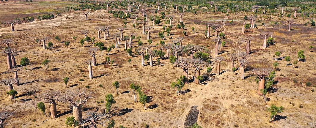 travel-to-madagascar-Baobab-forest-near-Ambahikily-Morombe-district-Atsimo-Andrefana-Region-Madagascar-Africa