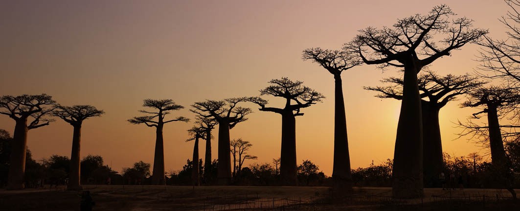 12-days-madagascar-discovering-andasibe-kirindy-tsingy-de-bemaraha-allee-des-baobabs-antsirabe-ranomafana-isalo-national-park