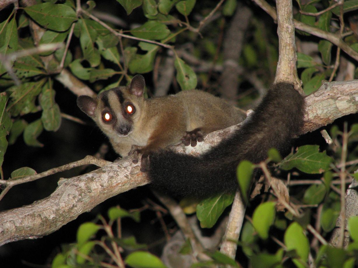 Fork-marked lemurs