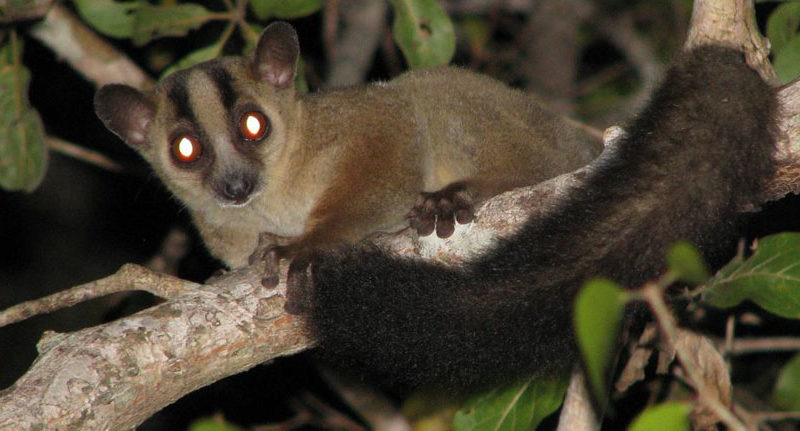 Fork-marked-lemurs