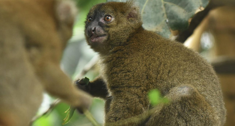 GREATER BAMBOO LEMUR PROLEMUR SIMUS1