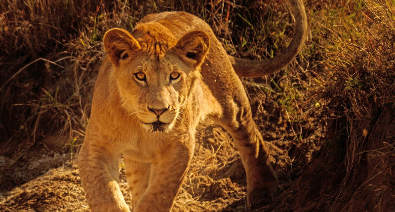 Kenya group tours for seniors over 50s