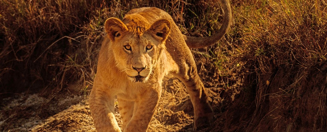GROUP DEPARTURE TO KENYA SAFARI EXPEDITION - LUXURY TOURS PACKAGES FOR SENIORS OVER 50s