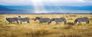 Luxury Kenya & Tanzania safaris