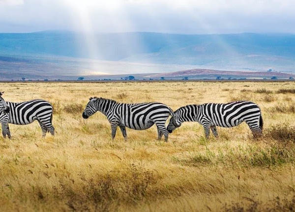 Kenya & Tanzania safari tours | Private or Group Expedition