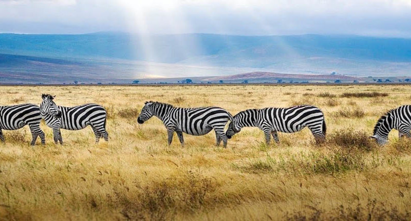 Kenya & Tanzania safari tours | Private or Group Expedition