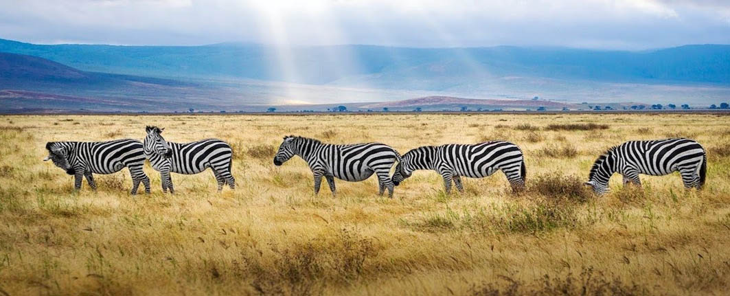 Kenya & Tanzania safari tours | Private or Group Expedition