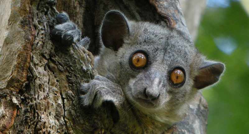 SPORTIVE LEMURS Lepilemur