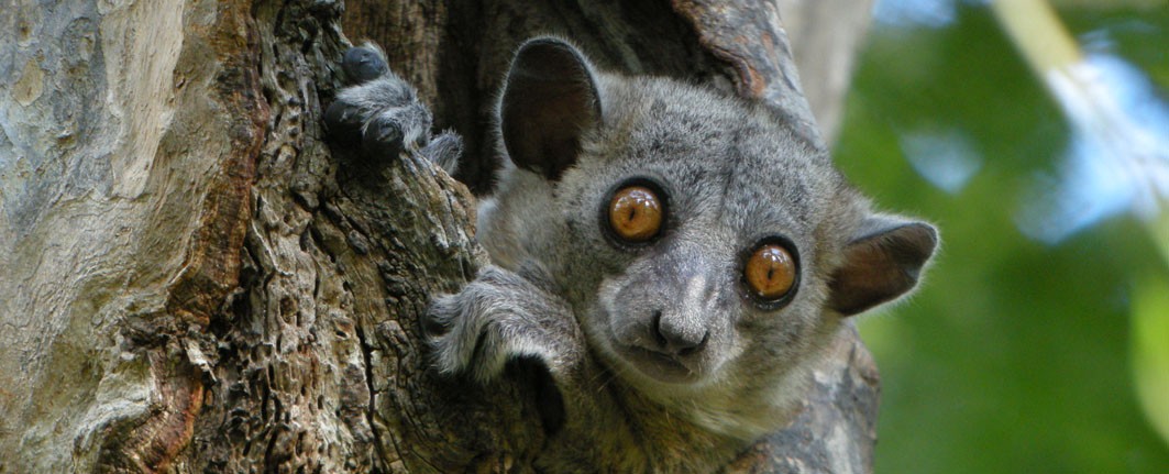 SPORTIVE LEMURS Lepilemur