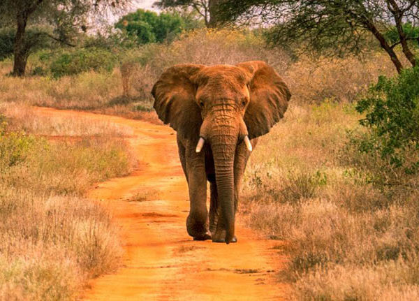 tanzania-wildlife-safari-in-tanzania-africa