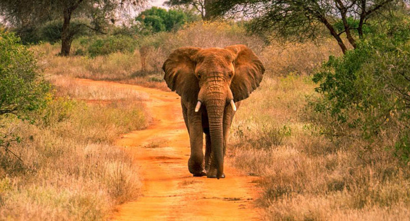 Tanzania Africa Safaris tours