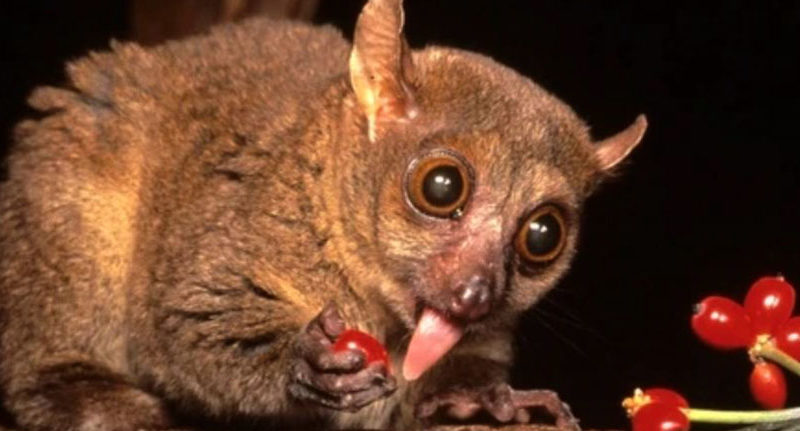 giant-mouse-lemurs-Mirza-coquereli