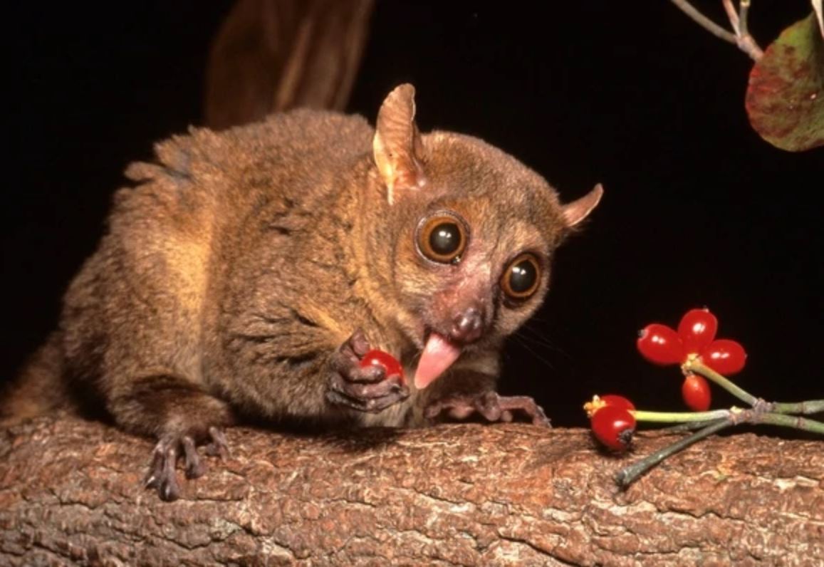 giant-mouse-lemurs-Mirza-coquereli