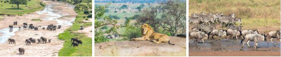 Tanzania private & group safari tours