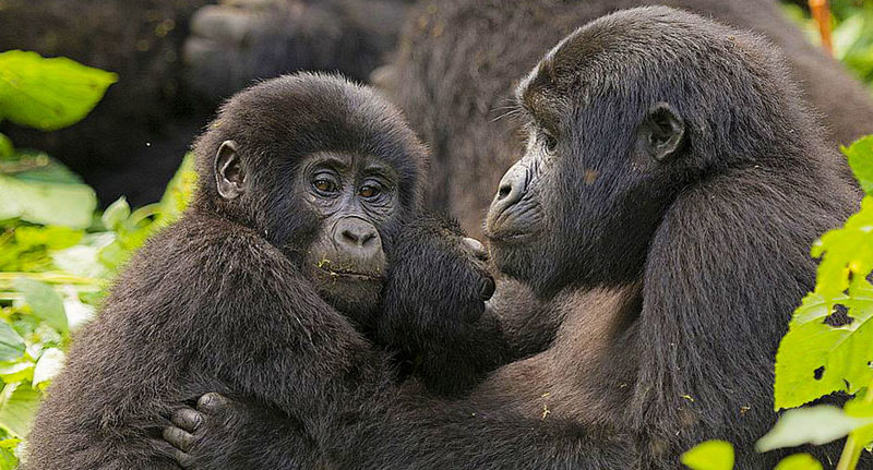 BWINDI IMPENETRABLE NATIONAL PARK