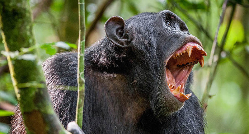 Luxury Uganda Safaris Tours | HT Agency Tours Luxury African safari tours | 14D Group Tour departure 2023