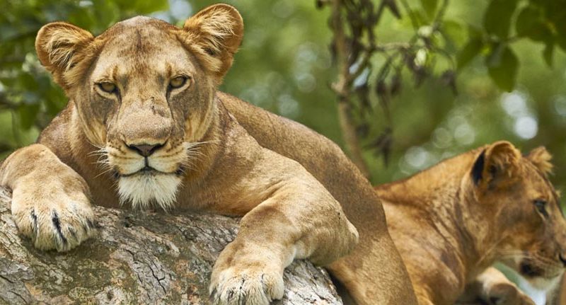 Best Luxury Uganda Safaris & Travel