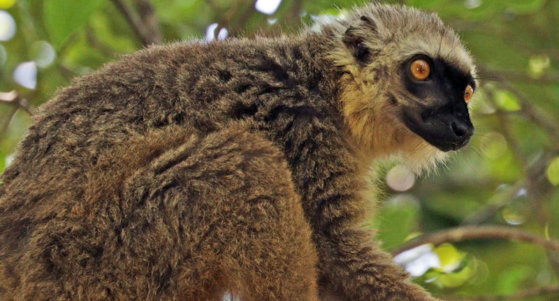 Sanfords_brown_lemur_Eulemur_sanfordi