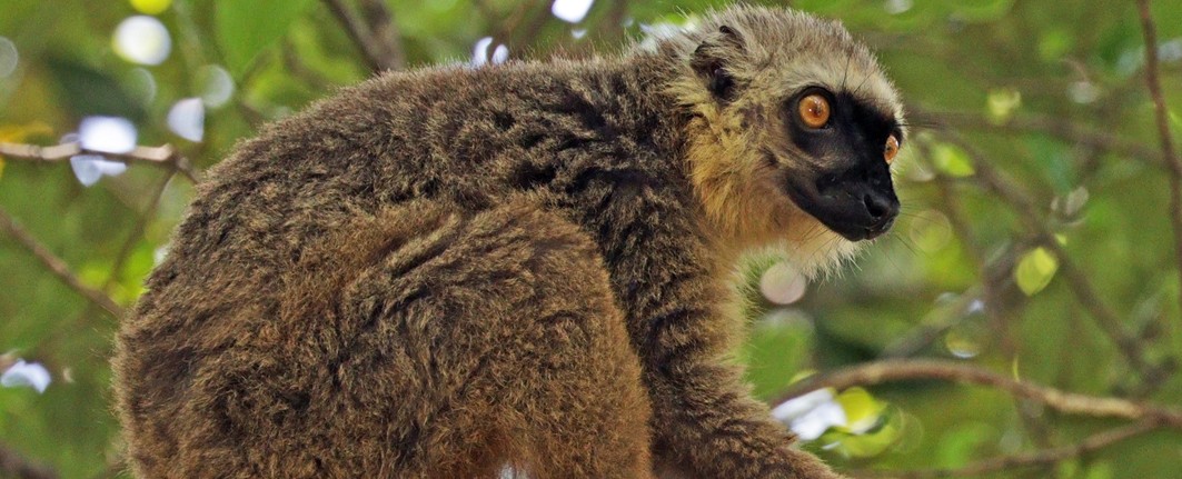 Sanfords_brown_lemur_Eulemur_sanfordi