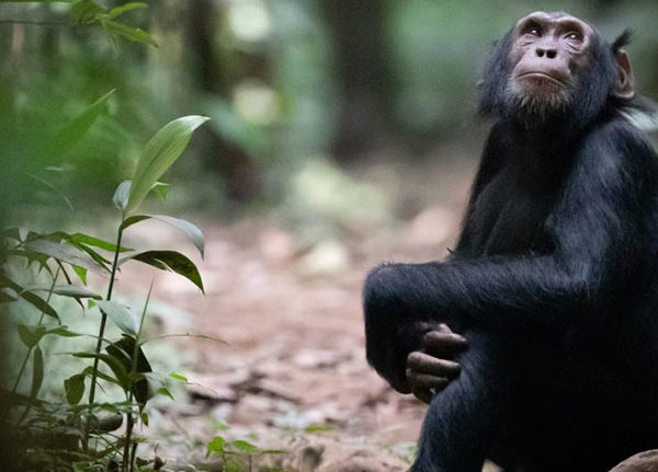 chimpanzee-trek-uganda