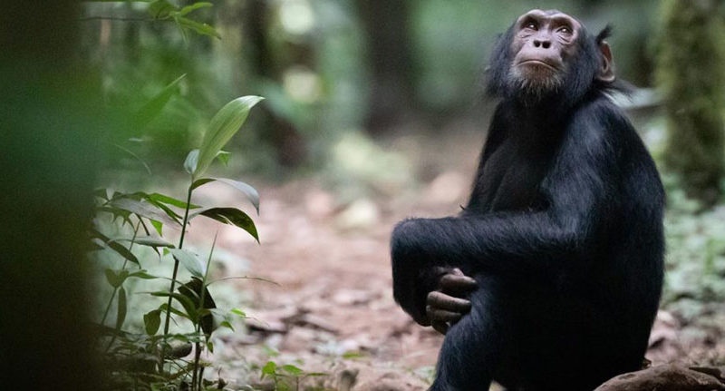 chimpanzee-trek-uganda