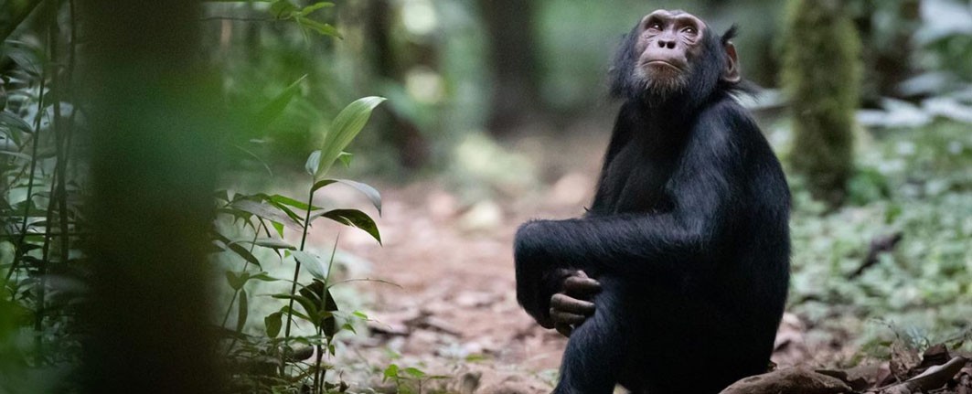 chimpanzee-trek-uganda