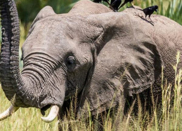 elephant-in-grass-murchison-falls-national-park-uganda