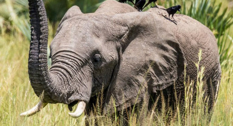 elephant-in-grass-murchison-falls-national-park-uganda