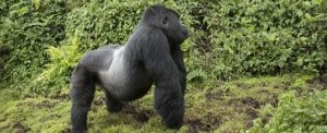 gorillaUganda wildlife safaris & travel.