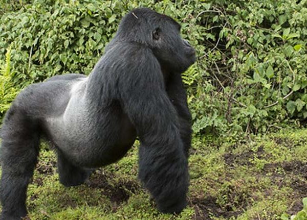 gorilla