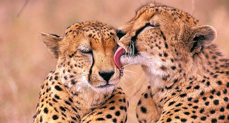 Tanzania private safari tours