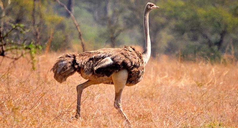 uganda-kidepo-wildlife-safari1