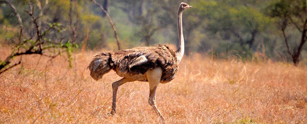 uganda-kidepo-wildlife-safari1