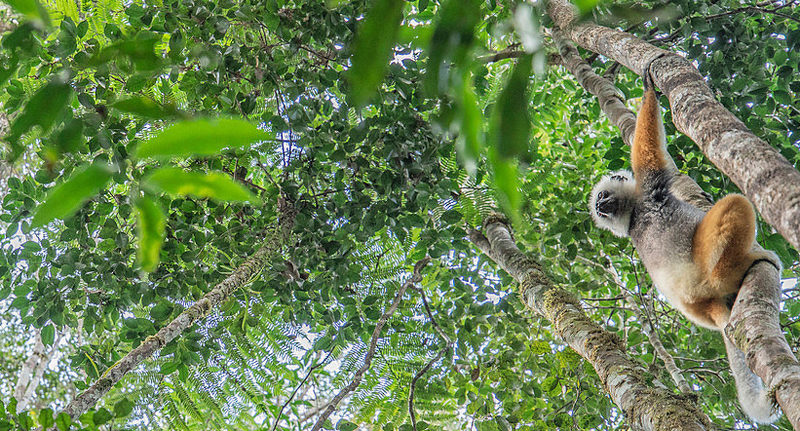 Sifaka-diadema-Propithecus-diadema madagascar