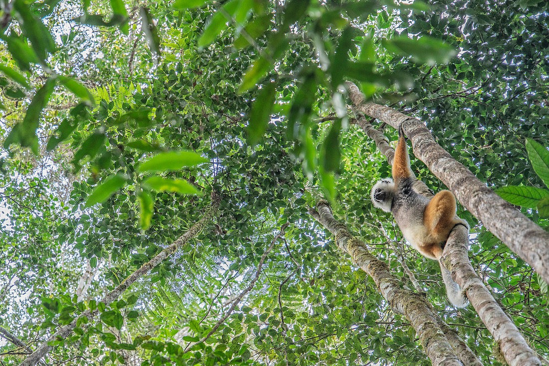 Sifaka-diadema-Propithecus-diadema madagascar