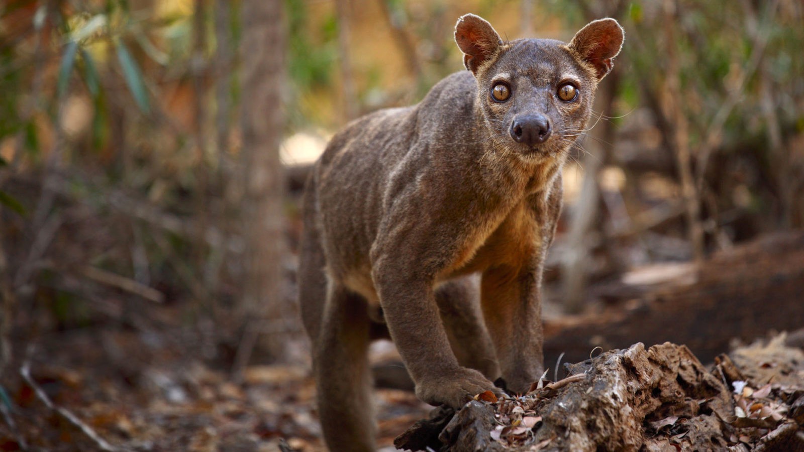 Madagascar luxury travel