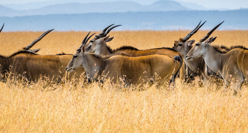 WILDLIFE SAFARI WORLD TOUR PACKAGE BY A PRIVATE JET