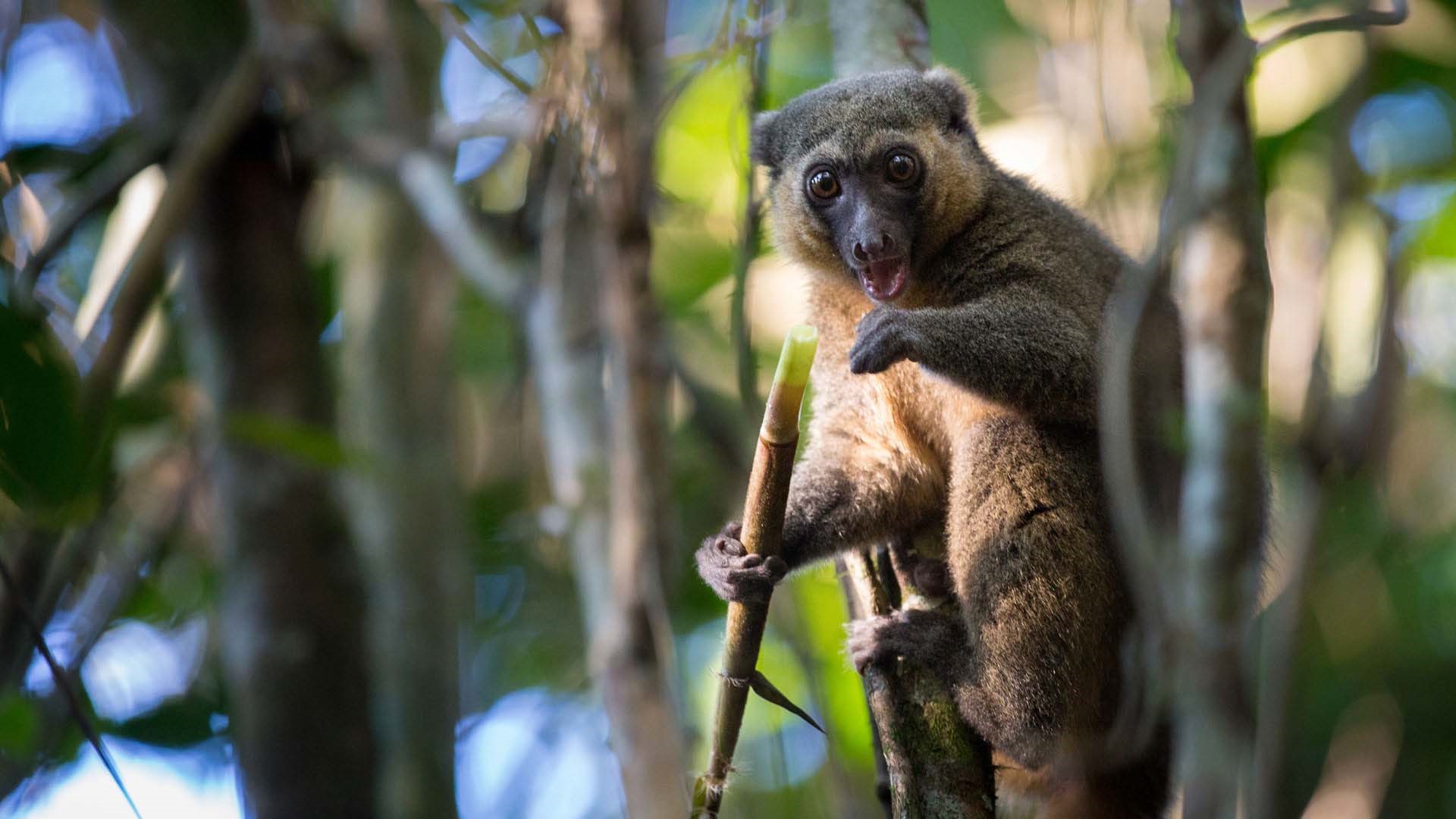 Madagascar Luxury Private Expedition package